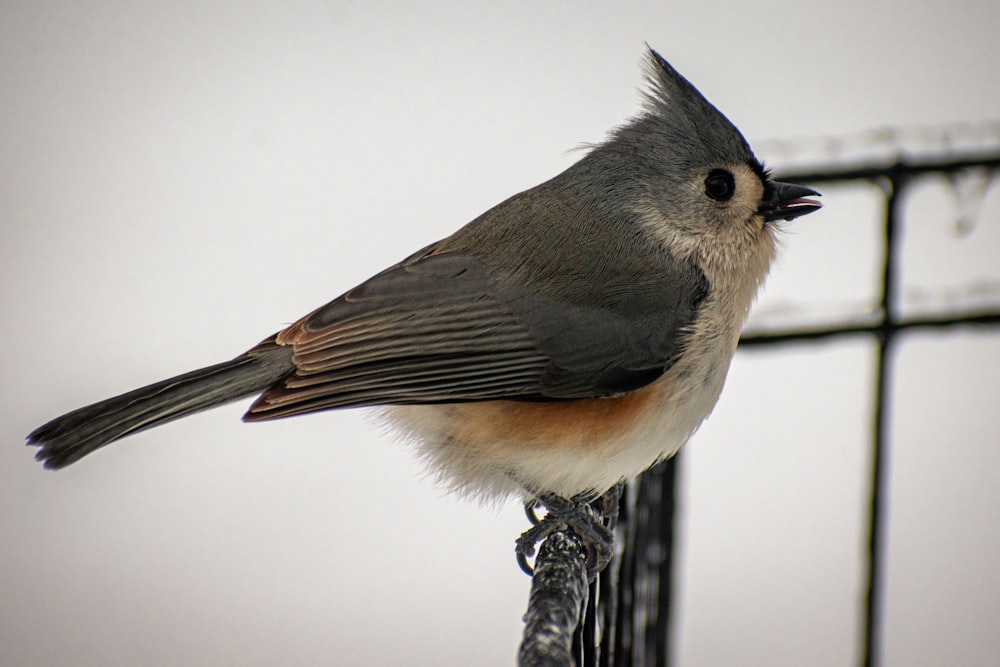 um pequeno pássaro empoleirado no topo de uma cerca de metal