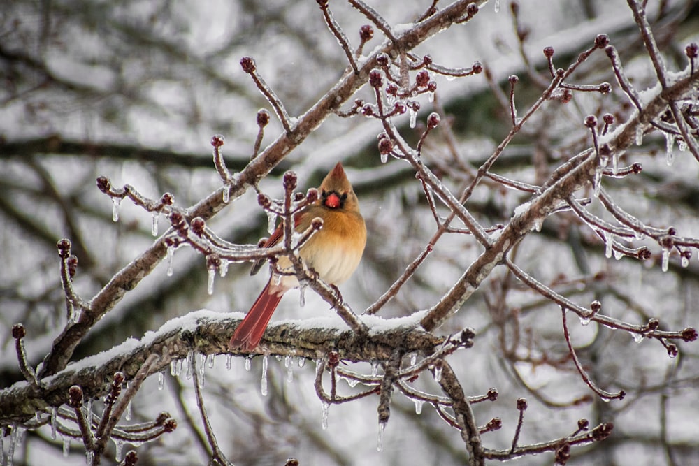 a bird perched on a tree branch covered in ice