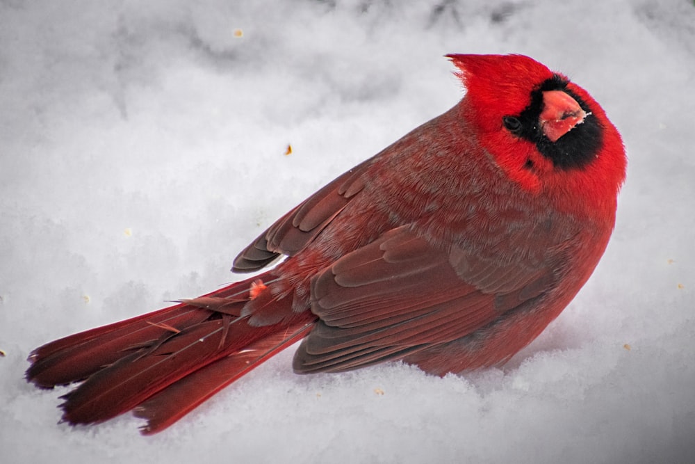 a red bird is sitting in the snow