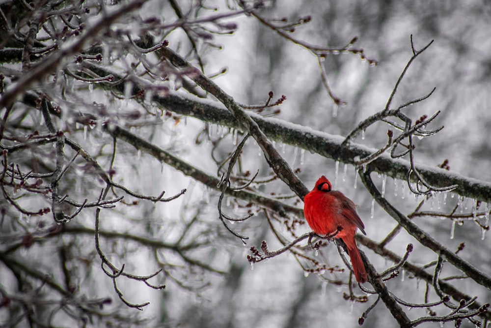 a red bird sitting on a tree branch in the snow