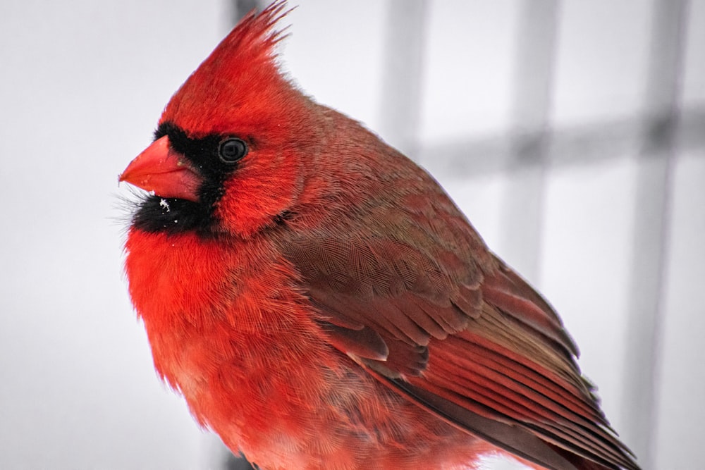 a close up of a red and black bird with a cage in the background