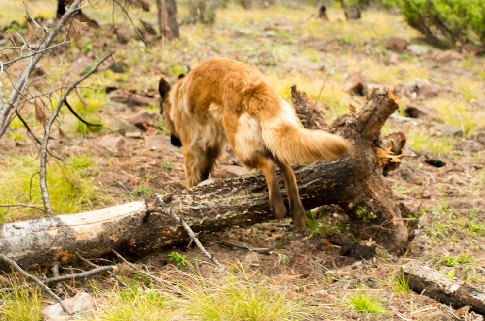 a dog that is standing on a log