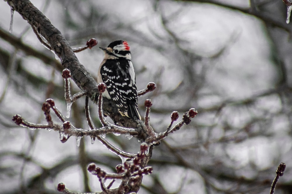 a bird perched on a branch of a tree