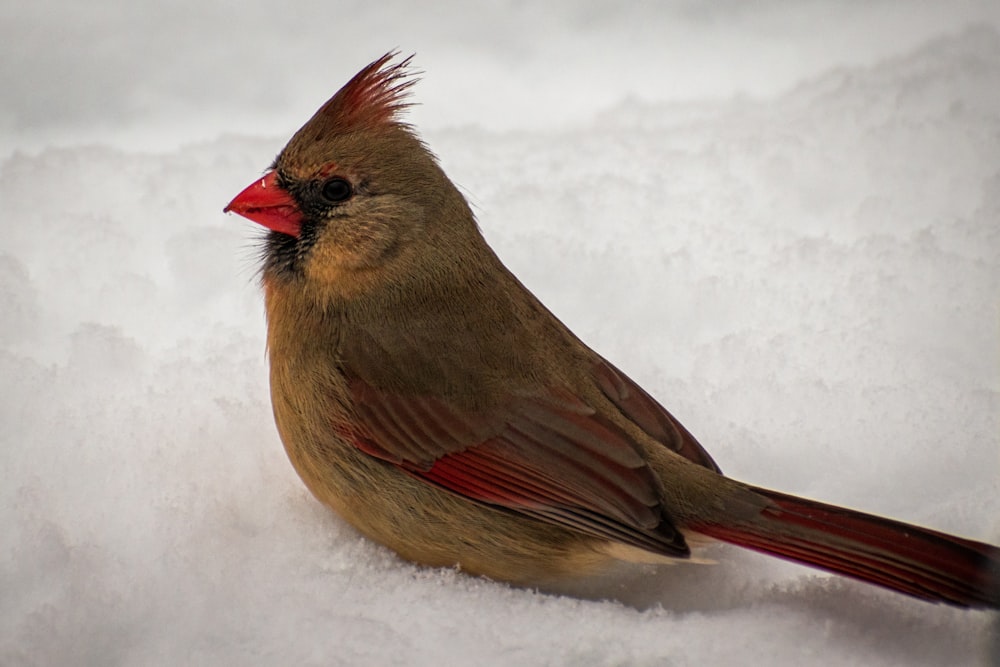 a red and brown bird sitting in the snow