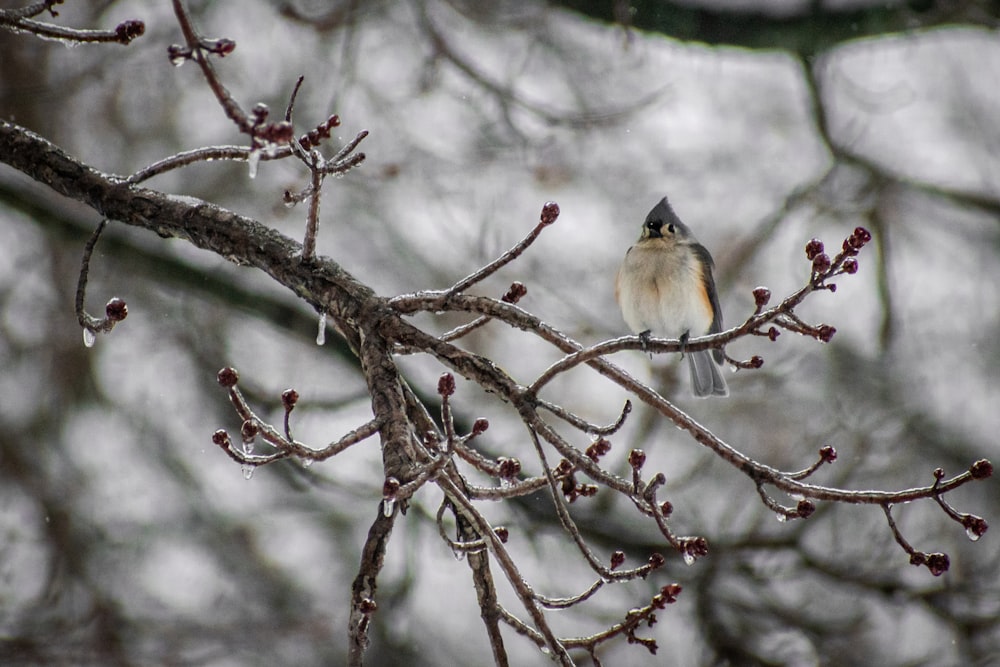 a small bird perched on a branch of a tree