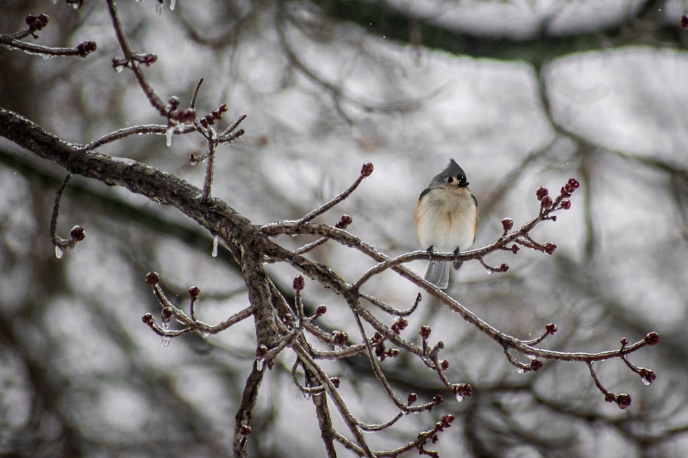a small bird perched on a branch of a tree