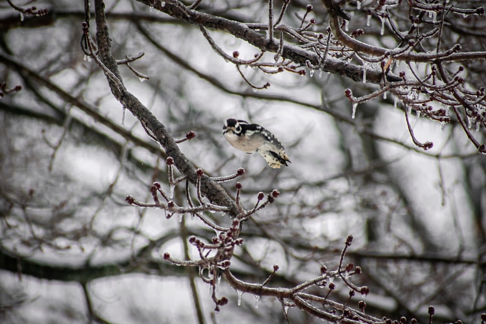 a small bird perched on a branch of a tree