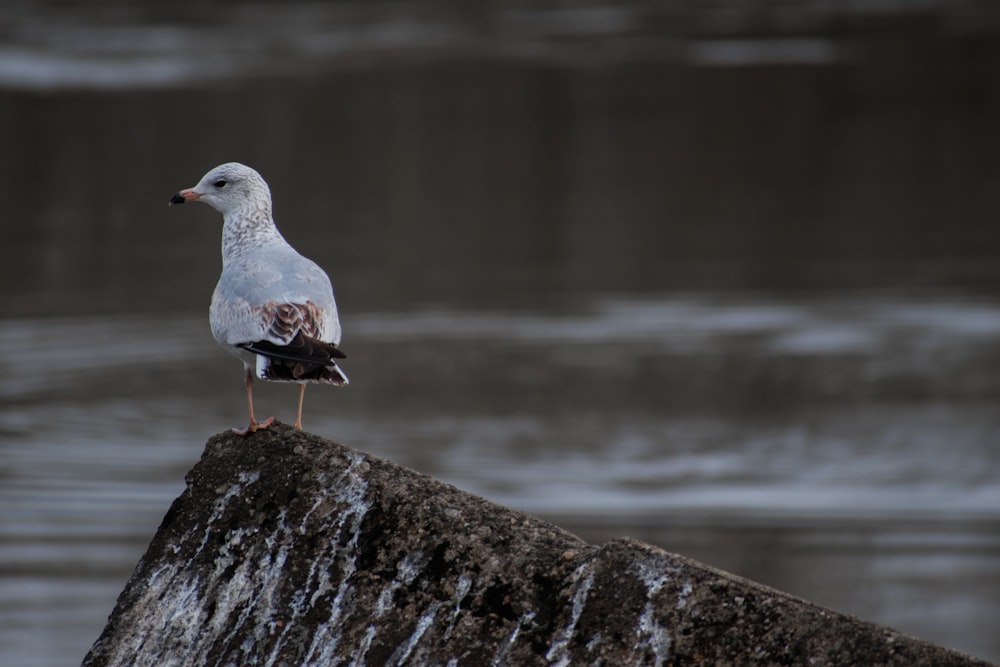 une mouette debout sur un rocher devant un plan d’eau