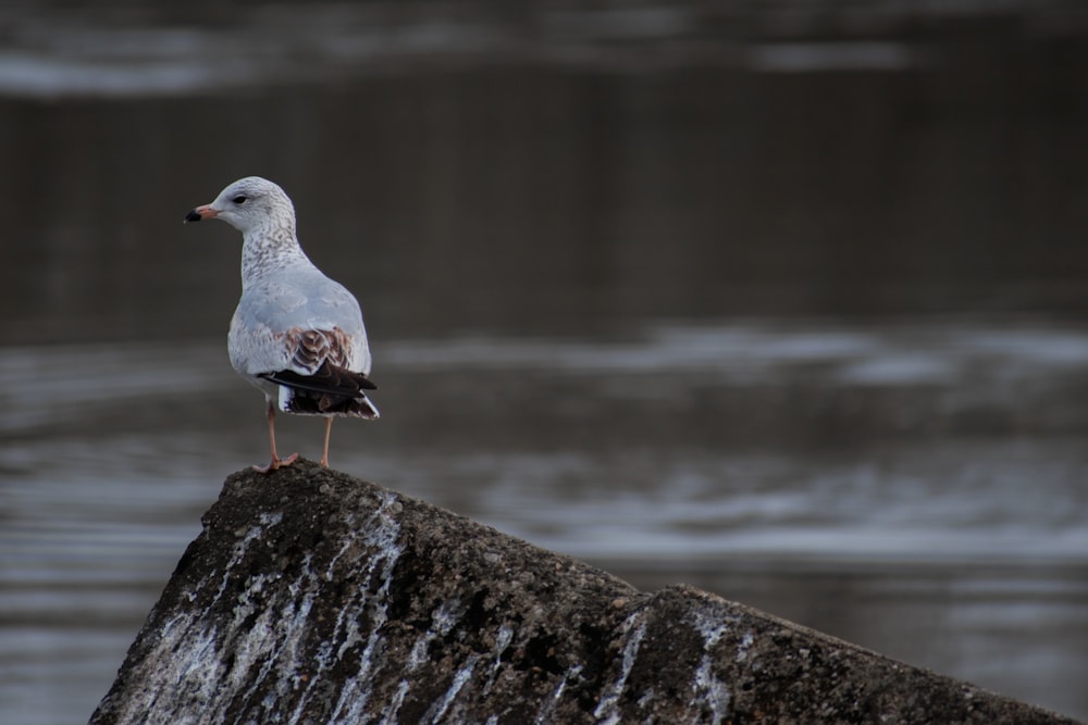 uma gaivota de pé em uma rocha na frente de um corpo de água