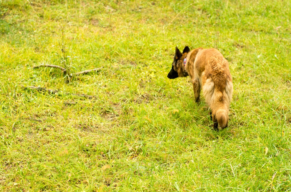 a brown dog walking across a lush green field