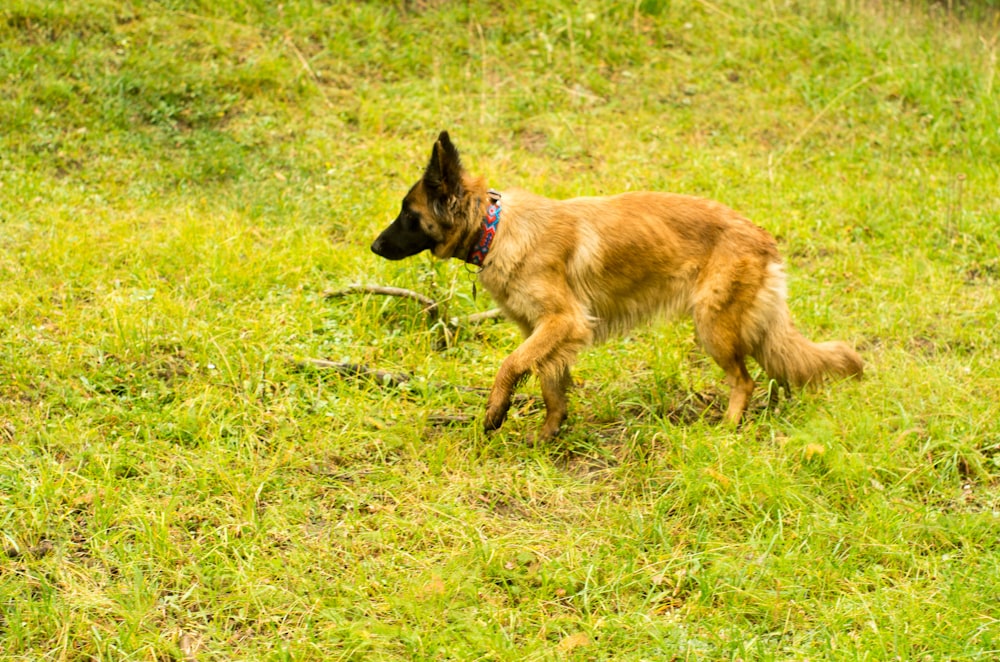 a brown dog walking across a lush green field