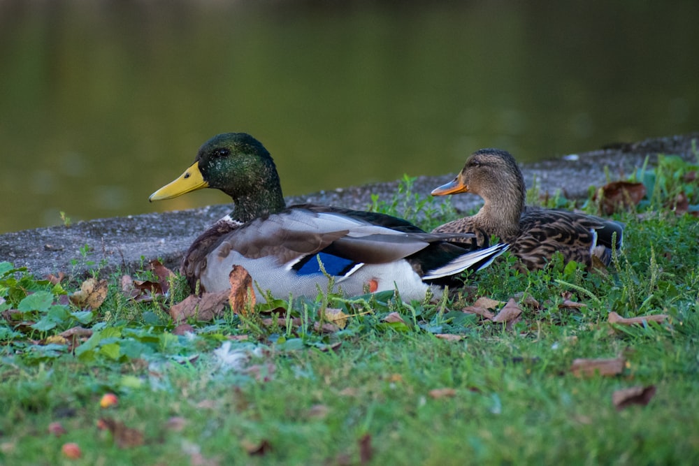 a couple of ducks sitting on top of a lush green field