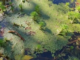 Students investigating a pond ecosystem.