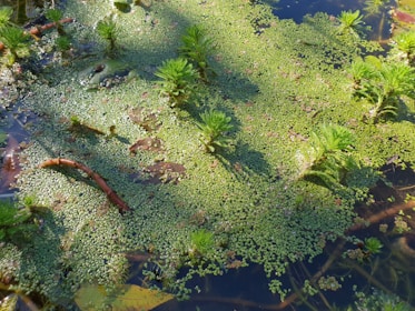 Close-up of hands gently cleaning a natural aquatic pond with plants.