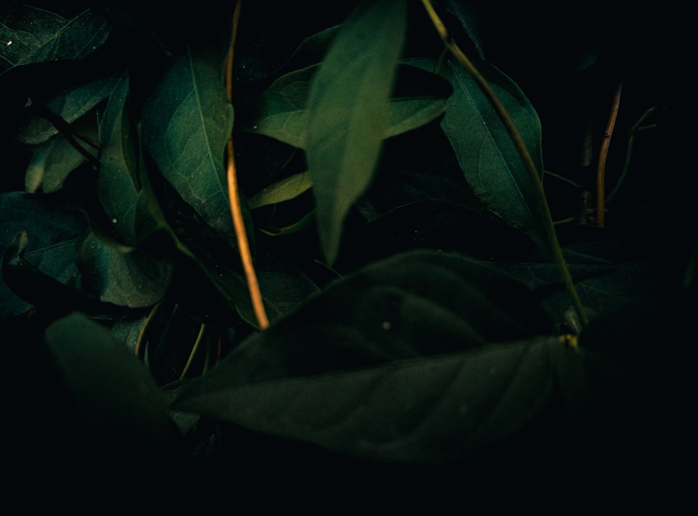 a close up of a green leafy plant