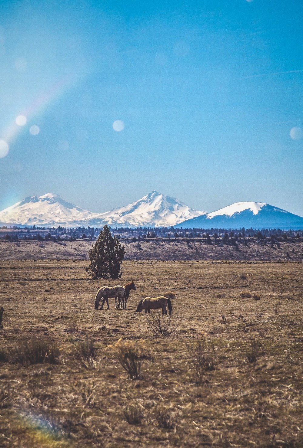 a group of horses grazing in a field with mountains in the background