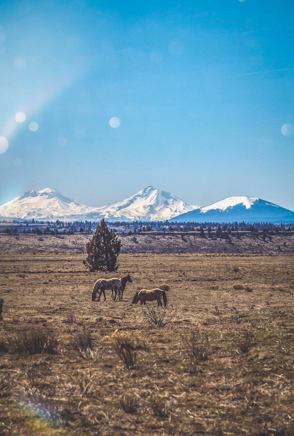 Un groupe de chevaux paissant dans un champ avec des montagnes en arrière-plan