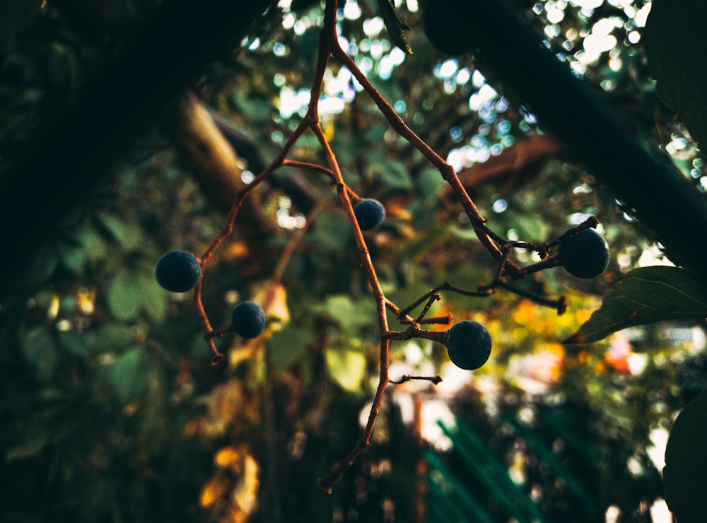 a close up of berries on a tree branch