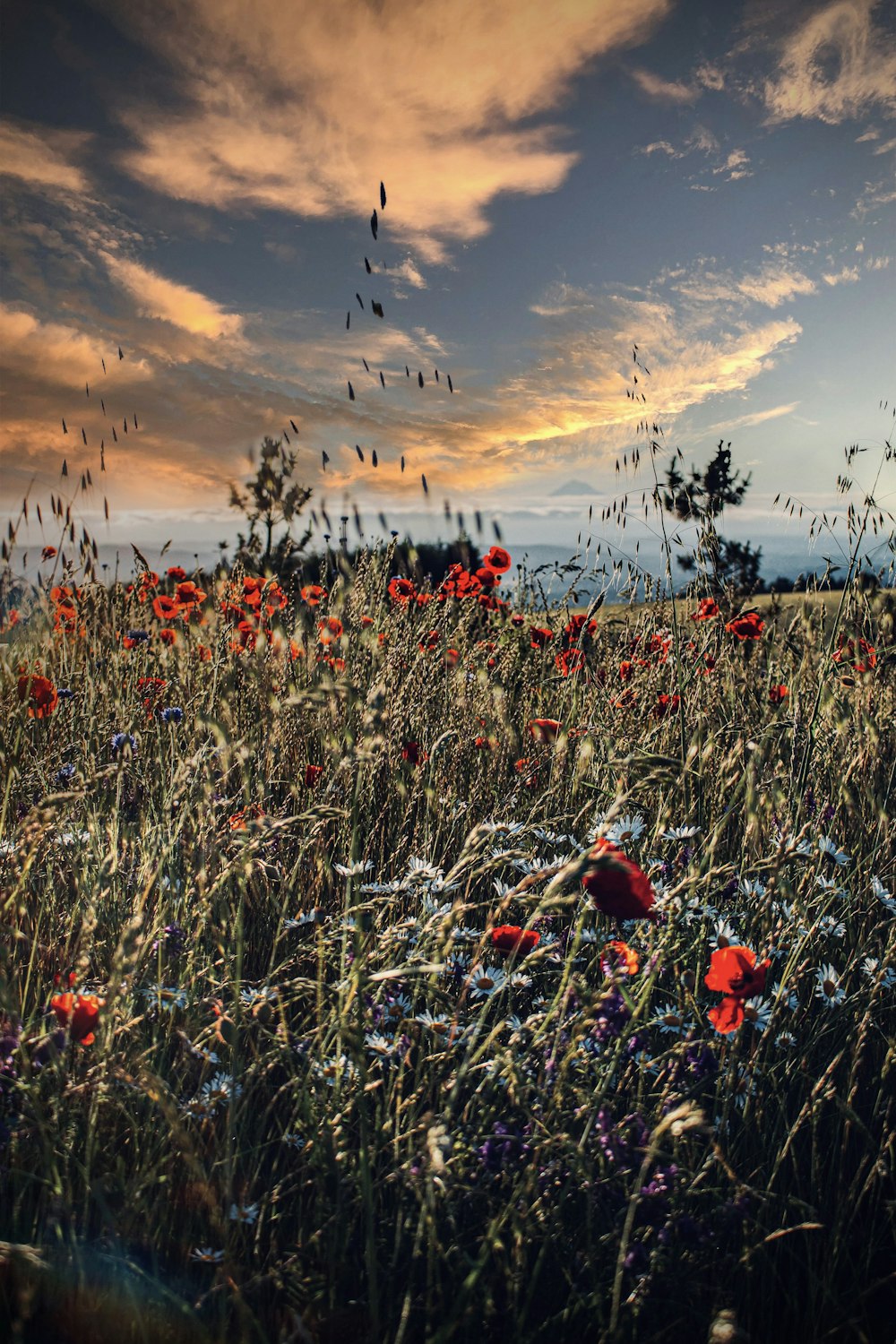 a field full of red flowers under a cloudy sky