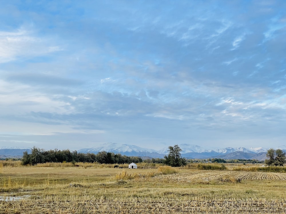 two horses grazing in a field with mountains in the background