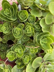 An array of succulent plants featuring vibrant green, fleshy leaves arranged in neat, rosette patterns. The plants exhibit a healthy, lush appearance with leaves varying slightly in shade from light to dark green.
