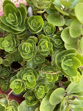 An array of succulent plants featuring vibrant green, fleshy leaves arranged in neat, rosette patterns. The plants exhibit a healthy, lush appearance with leaves varying slightly in shade from light to dark green.
