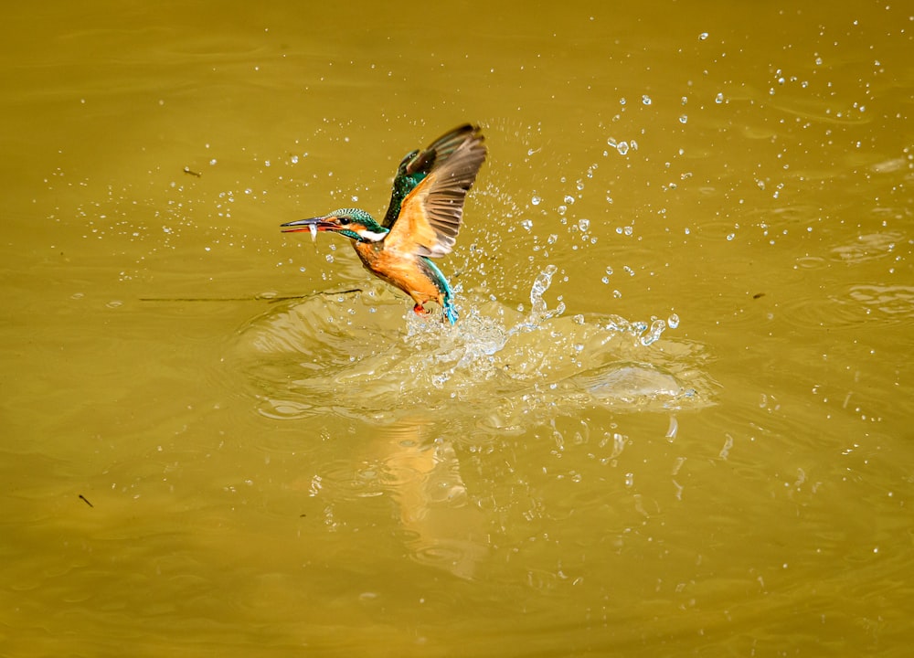 um pássaro colorido voando sobre um corpo de água