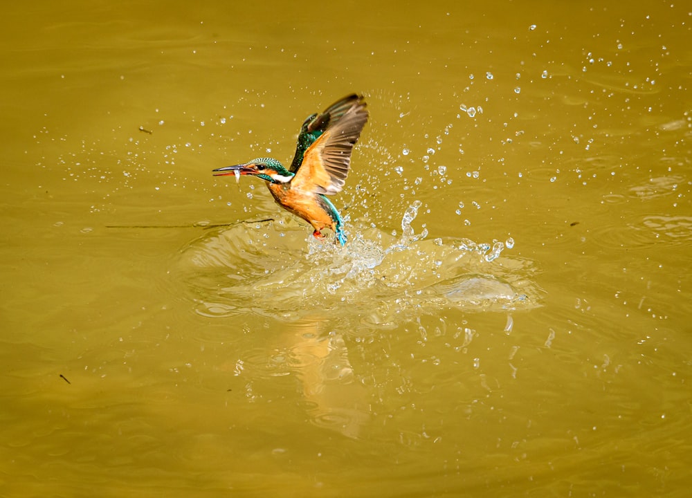 a colorful bird flying over a body of water