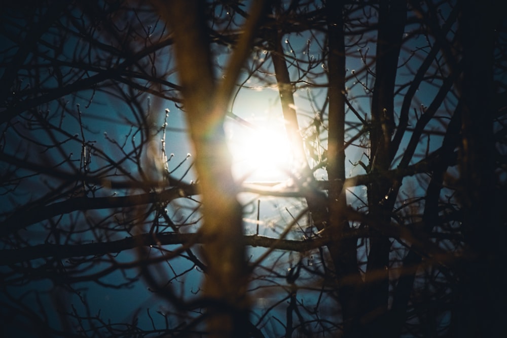 the sun shining through the branches of a tree