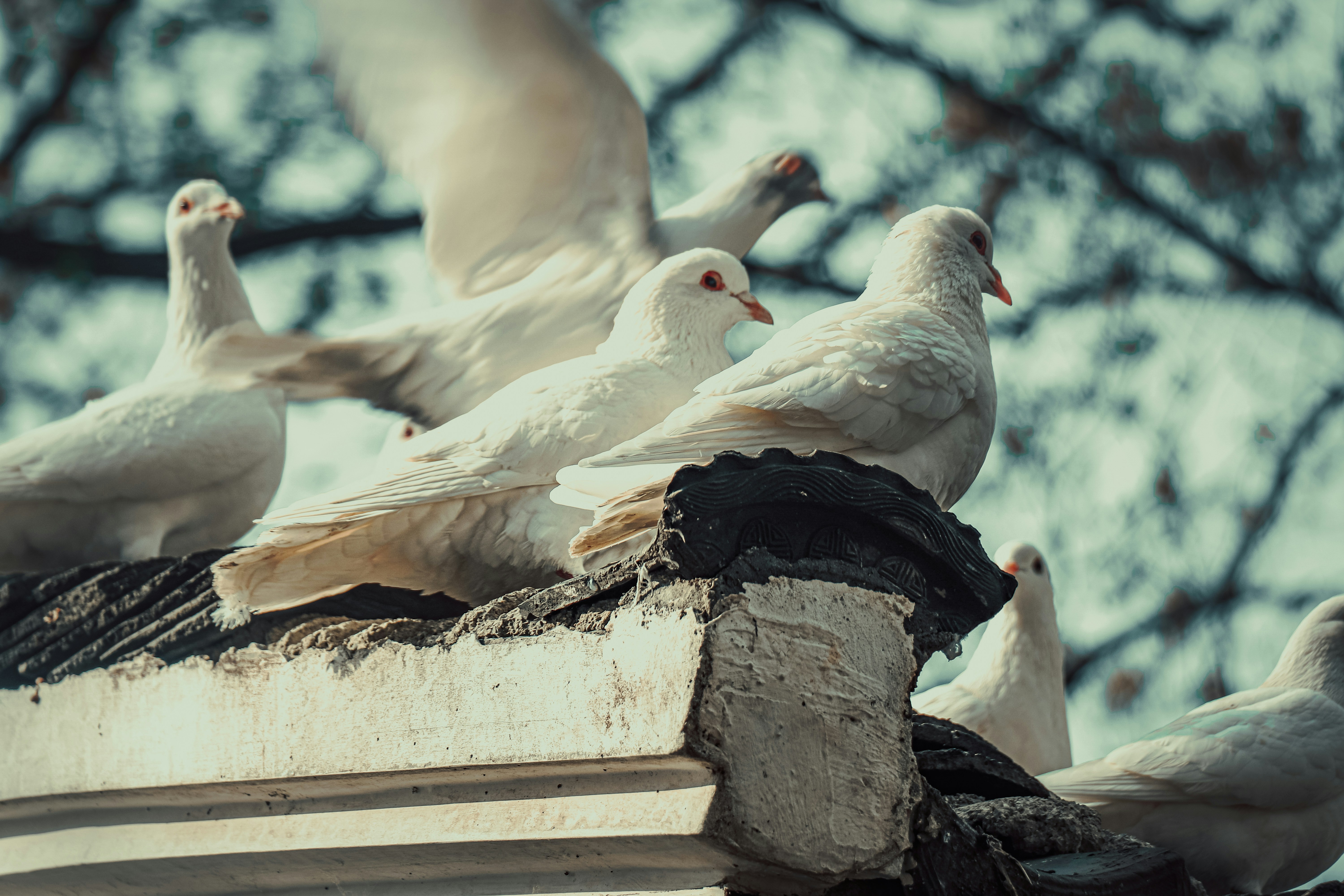 a flock of white birds sitting on top of a roof