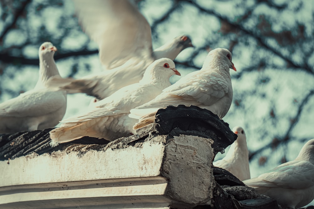 a flock of white birds sitting on top of a roof