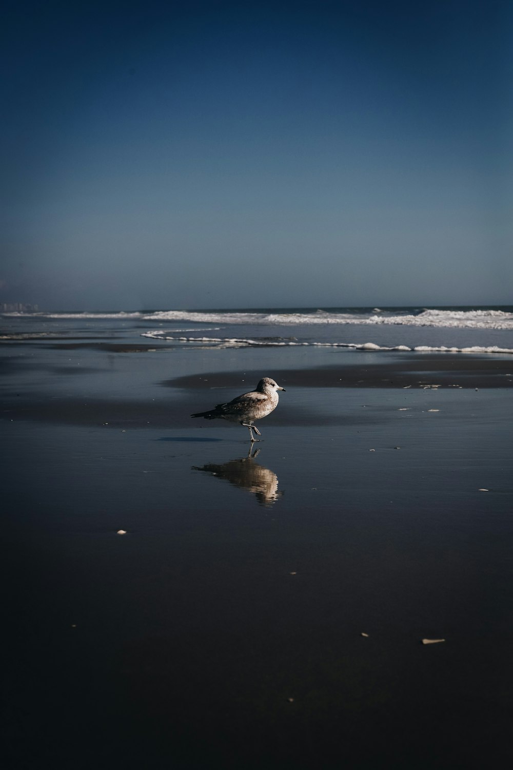 a bird standing on a wet beach next to the ocean