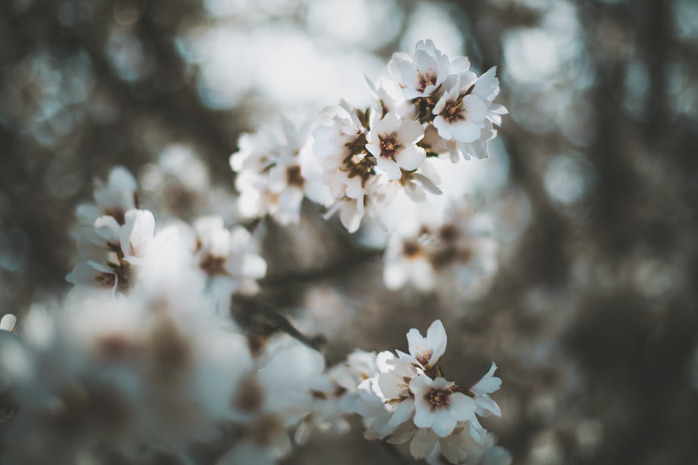 a close up of a tree with white flowers