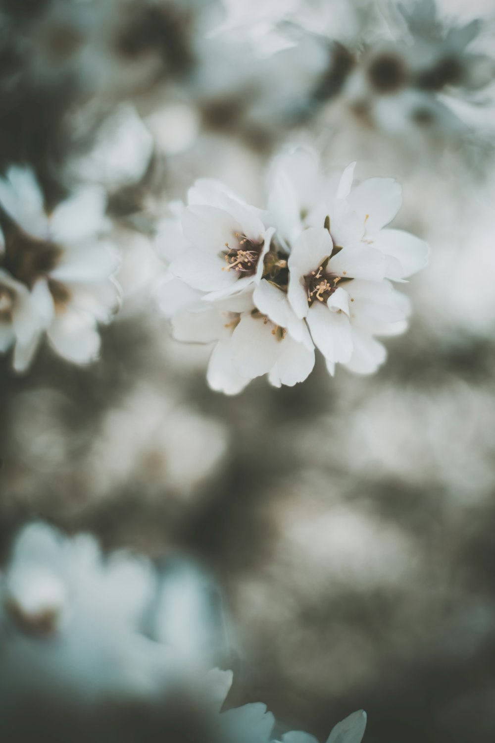 a close up of a white flower on a tree