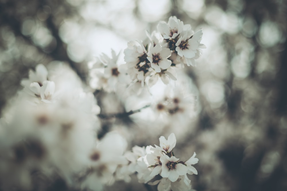 a close up of a tree with white flowers