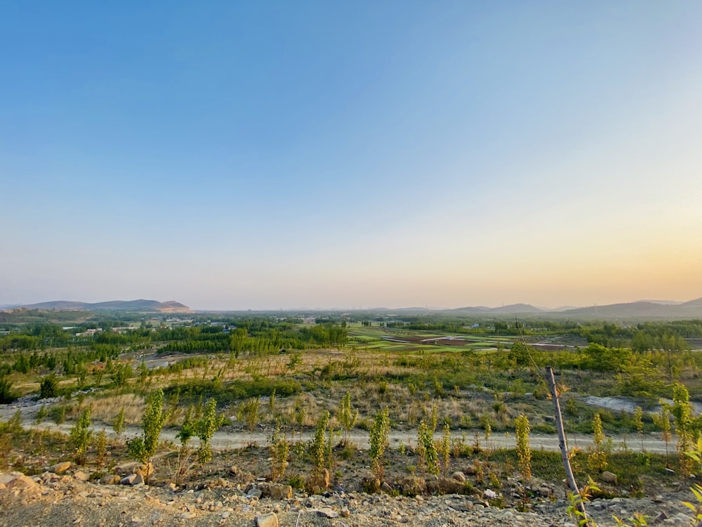 a view of a dirt road in the middle of a field