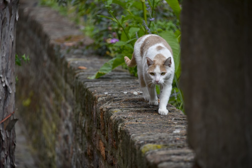 Eine Katze, die an einer Steinmauer in einem Garten entlanggeht