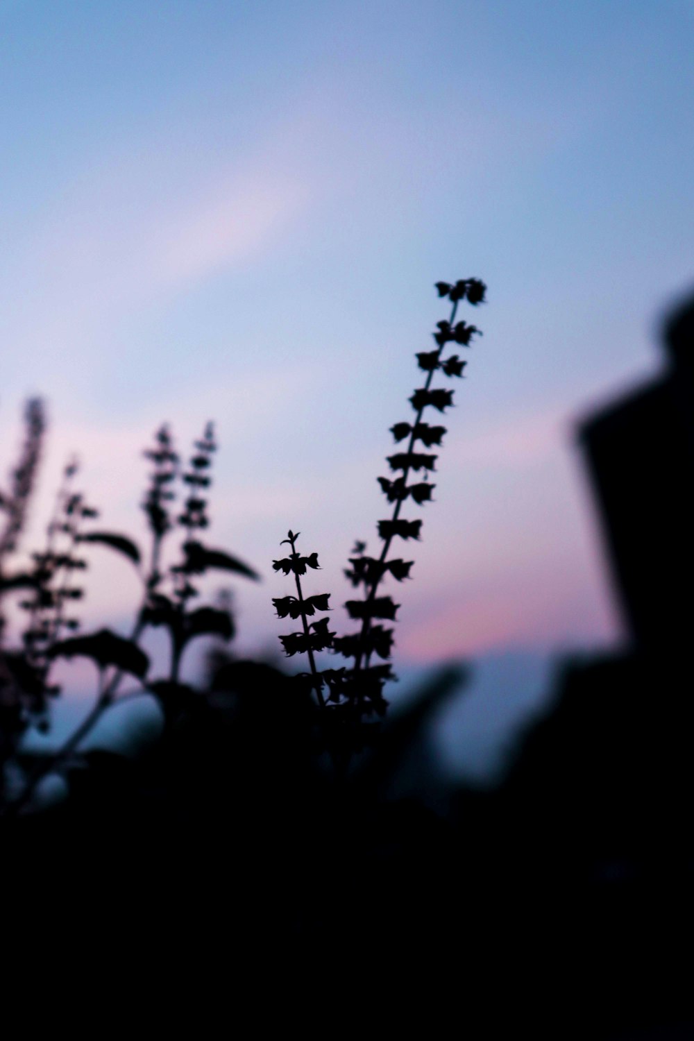 the silhouette of a plant against a blue sky