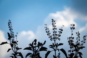 Tulsi Diwas: A Tribute to the Sacred Plant and Its Timeless Significance!