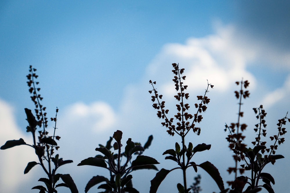 Un primer plano de una planta con un cielo en el fondo