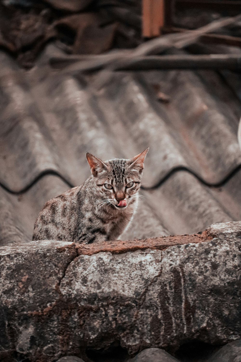 a cat sitting on top of a stone wall