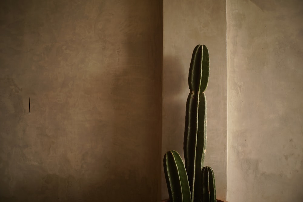 a cactus in a pot on a table