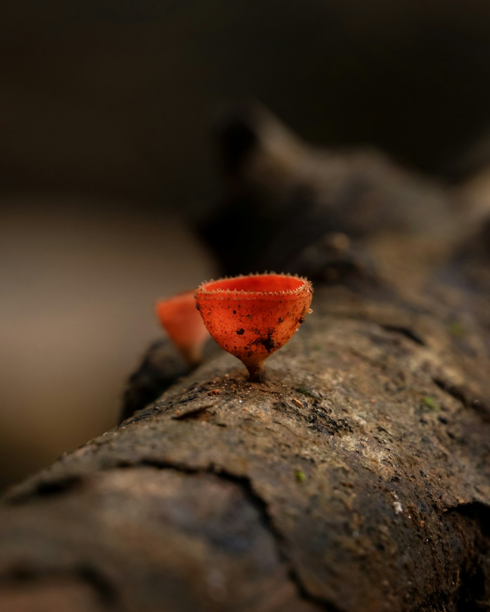 a small orange object sitting on top of a tree branch