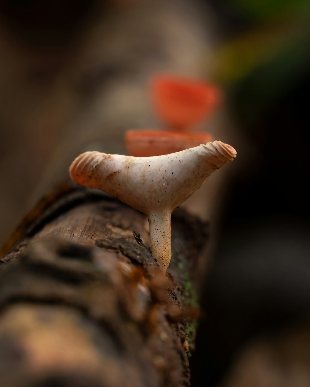 a close up of a mushroom on a log