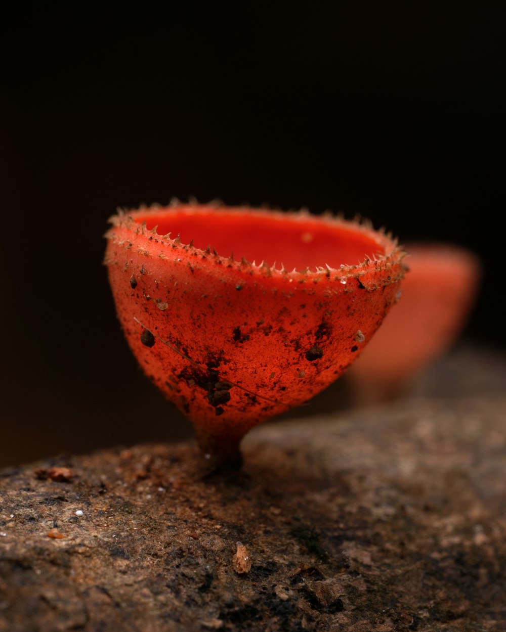 a red bowl sitting on top of a rock