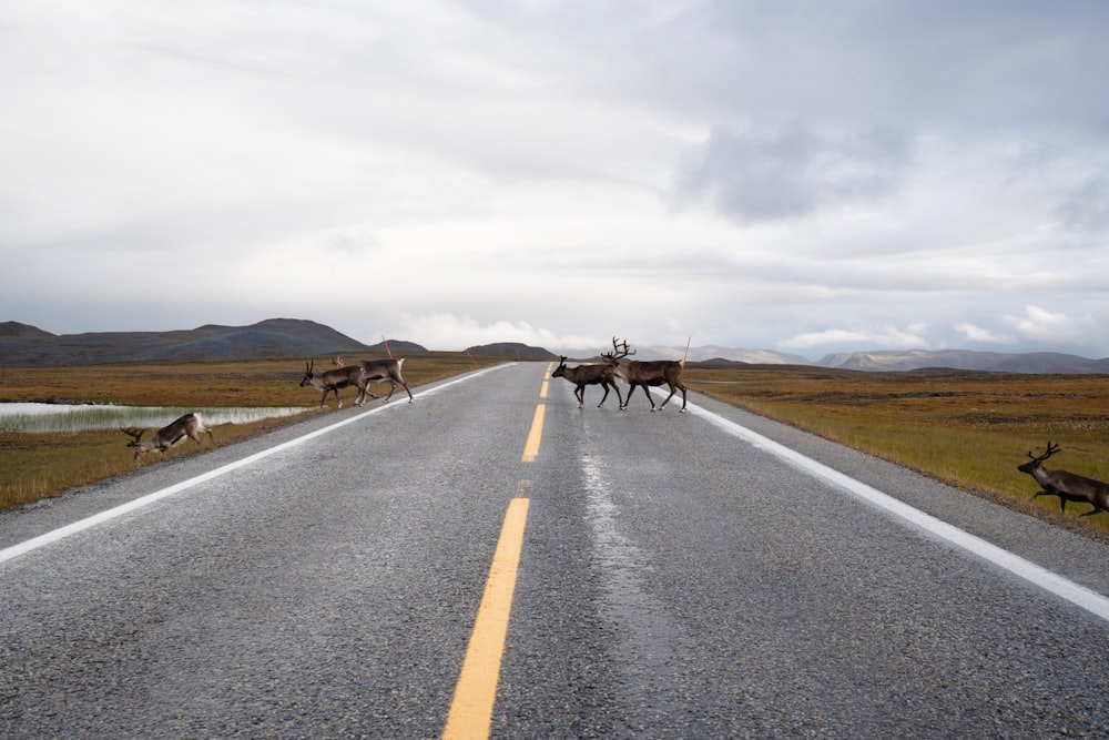 a herd of deer crossing a road in the middle of nowhere