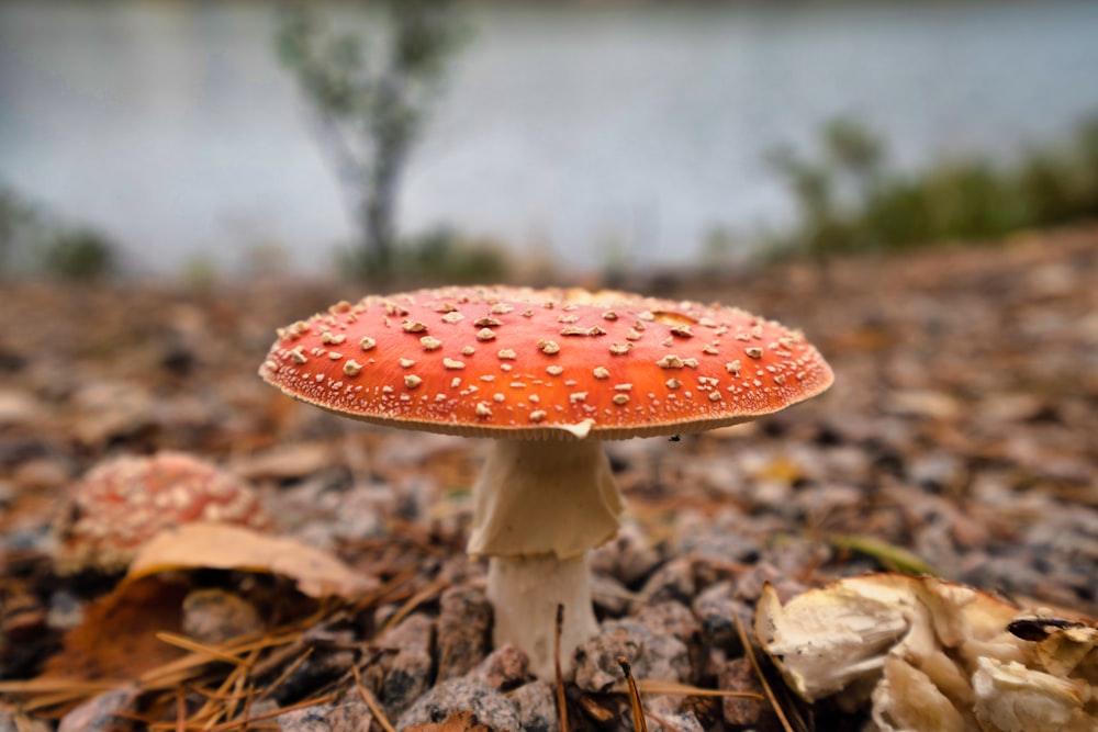 a close up of a mushroom on the ground