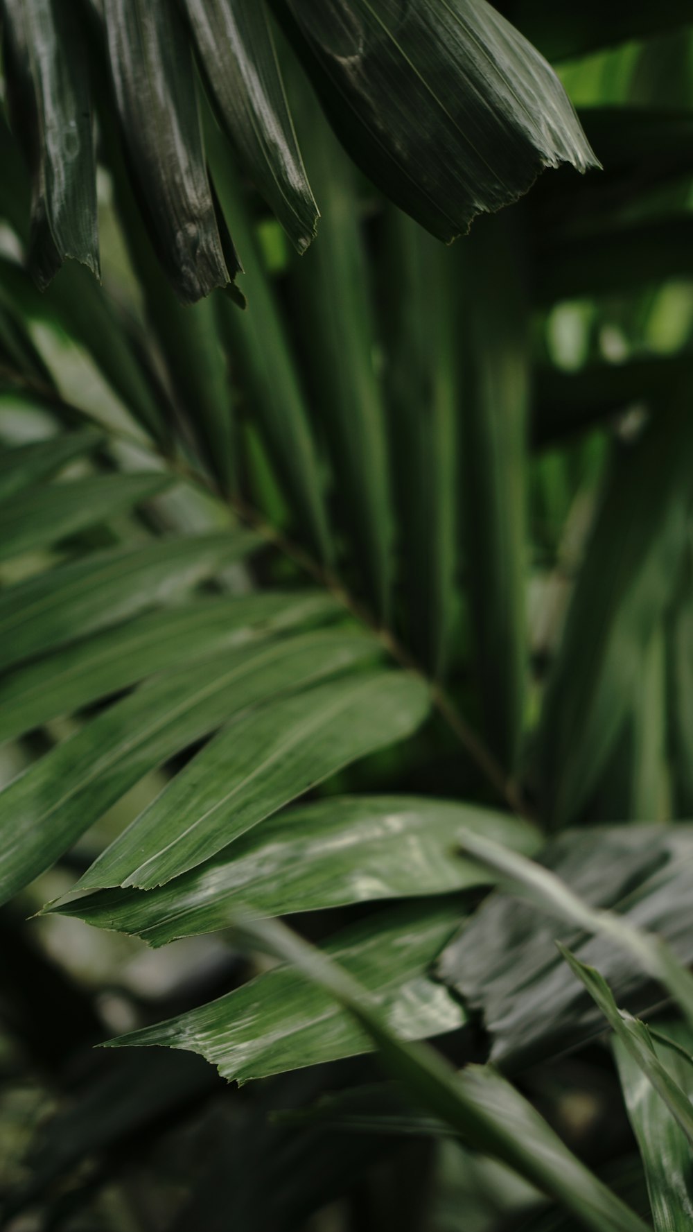 a close up of a plant with green leaves