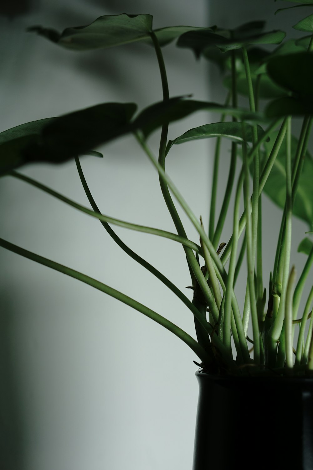 a black vase filled with green plants on top of a table