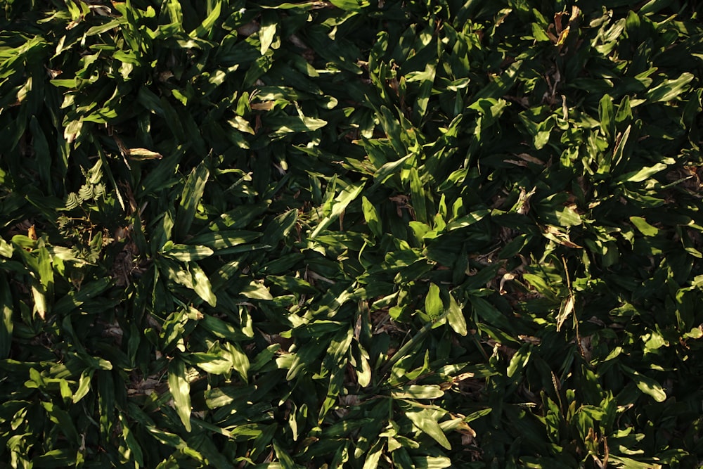 a close up of a bush with green leaves